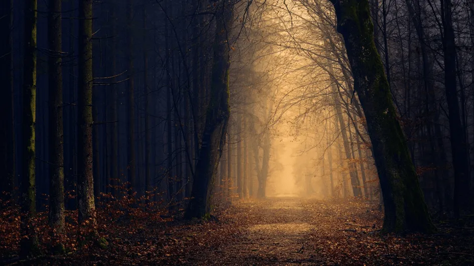 Dunkler Wald.webp