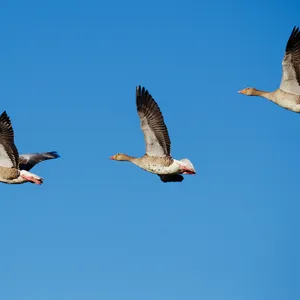 Fliegende Gänse.webp