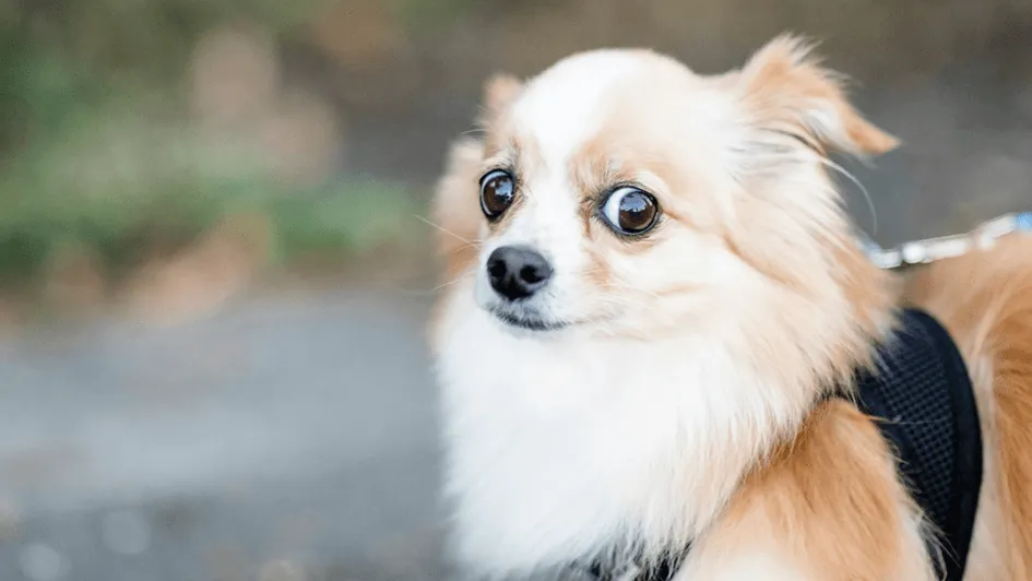 Hund.webp