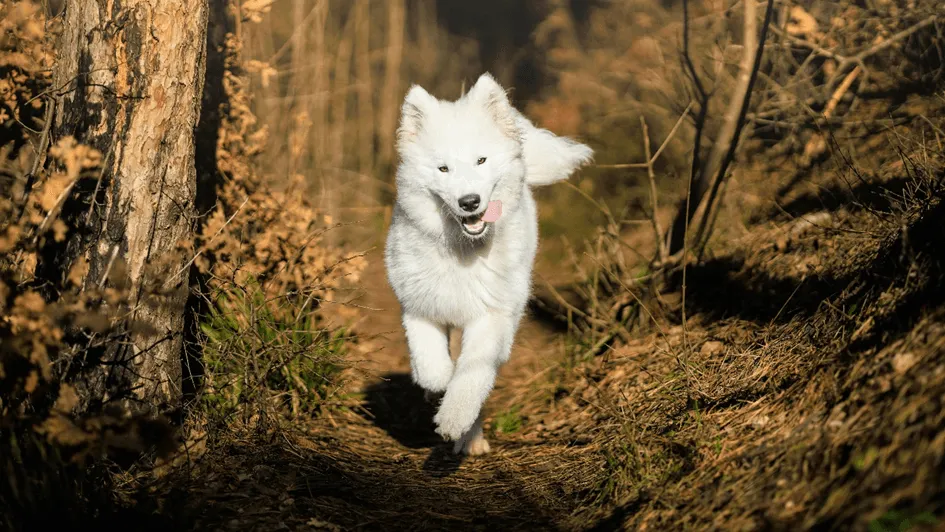 Hund im Wald.webp