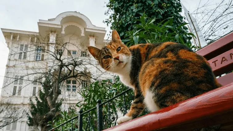 Katze auf Bank.webp
