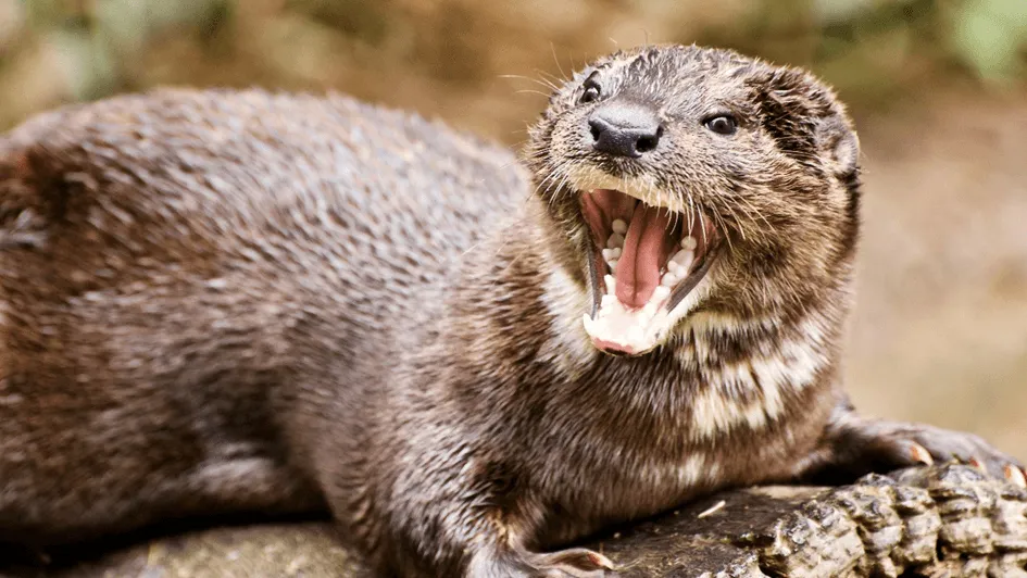 Schreiender Otter.webp