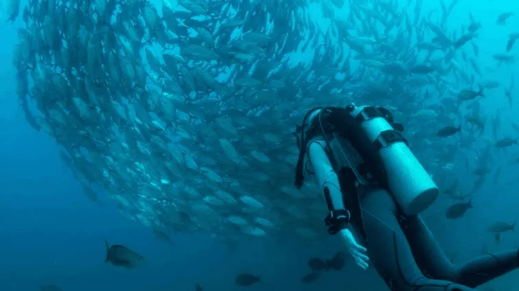 Taucher schwimmt in Fischschwarm.webp