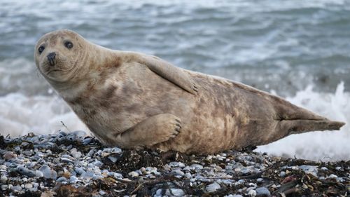 Tauchen: Nicht nur am Strand kannst Du eine gute Figur machen